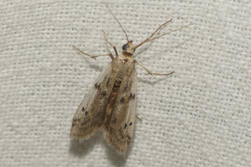 Réf. 262 538 : Phycitodes sp.